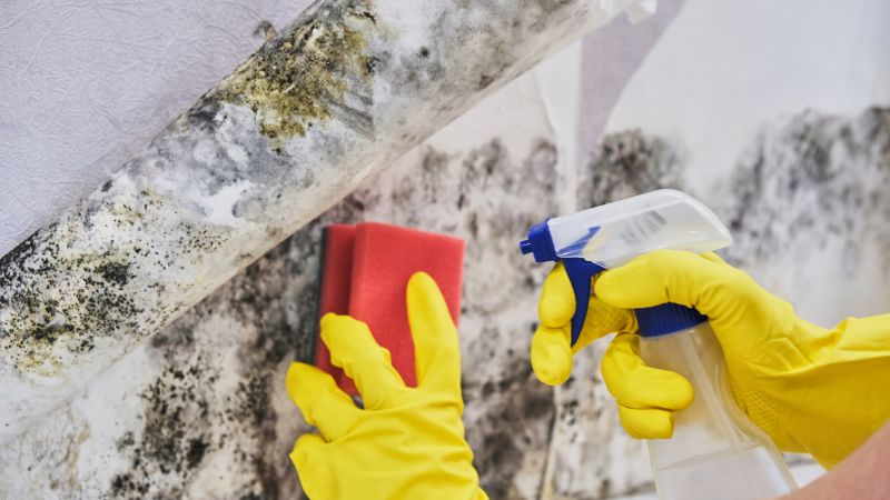 Algae and Mold Removal